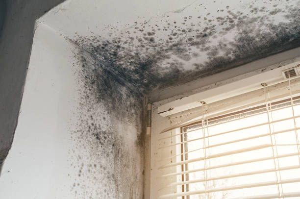 Affordable Attic Mold Remediation solutions in Warminster, PA